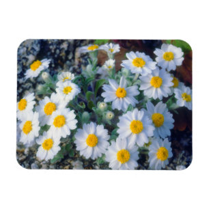 Magnet Flexible Fleurs sauvages de la Marguerite Laineuse