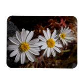 Magnet Flexible Fleurs sauvages Desert Star (Horizontal)