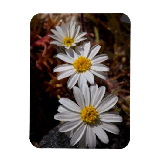 Magnet Flexible Fleurs sauvages Desert Star (Vertical)
