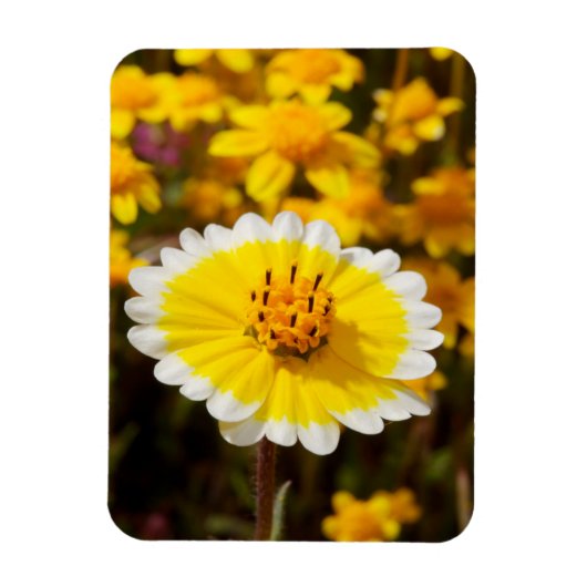 Magnet Flexible Fleurs sauvages Tidy Tip (Vertical)