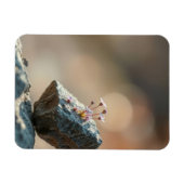 Magnet Flexible Fleurs sur Roche (Horizontal)