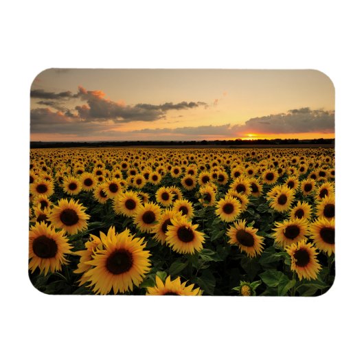 Magnet Flexible Fleurs | Terrain de tournesol (Horizontal)