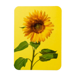 Magnet Flexible Fleurs   Tournesol jaune
