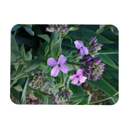 Magnet Flexible Fleurs violettes (Horizontal)