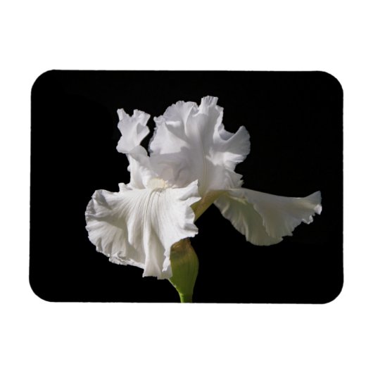 Magnet Flexible Fleurs | White Iris (Horizontal)