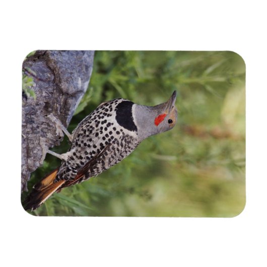 Magnet Flexible Flicker du Nord, ColMatiauratus, Red shafted (Horizontal)