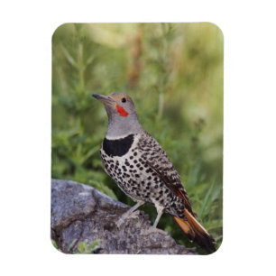Magnet Flexible Flicker du Nord, ColMatiauratus, Red shafted