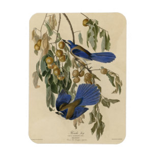 Magnet Flexible Florida Jay (Scrub-Jay) Audubon's Birds of America