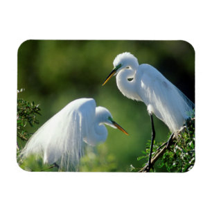 Magnet Flexible Floride, Venise, Sanctuaire Audubon, Aigrette garz
