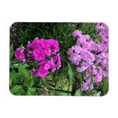 Magnet Flexible Flowers at Château Morrisette Winery, Floyd, VA (Horizontal)