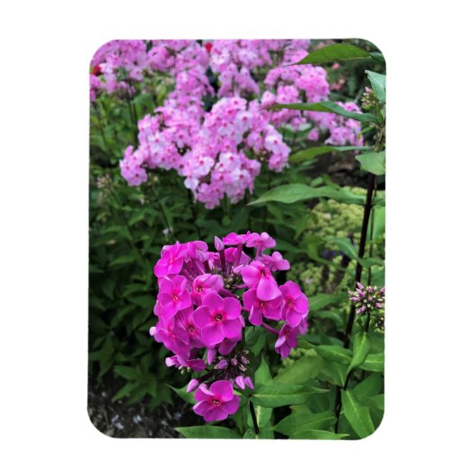 Magnet Flexible Flowers at Château Morrisette Winery, Floyd, VA (Vertical)