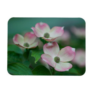 Magnet Flexible Flowers (homonymie) Blossoms de Dogwood