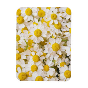 Magnet Flexible Flowers (homonymie) Bunch of Chamomiles