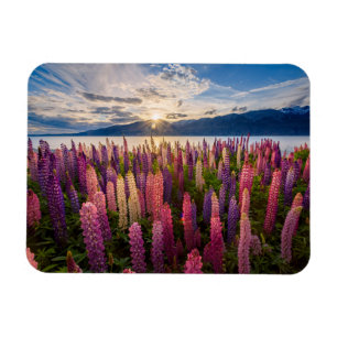 Magnet Flexible Flowers   Lupines New Zealand
