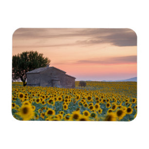 Magnet Flexible Flowers   Sunflower Field Provence, France