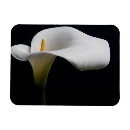 Magnet Flexible Flowers | White Calla Lily (Horizontal)