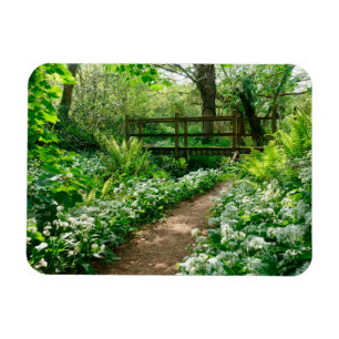 Magnet Flexible Flowers   White Wildflowers in Forest