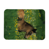 Magnet Flexible Foal allongé dans les fleurs (Horizontal)