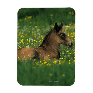 Magnet Flexible Foal allongé dans les fleurs