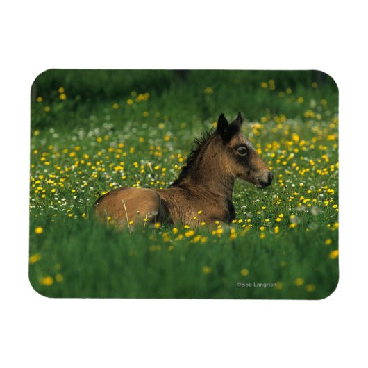 Magnet Flexible Foal allongé dans les fleurs (Horizontal)