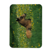 Magnet Flexible Foal allongé dans les fleurs (Vertical)