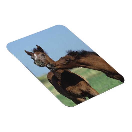 Magnet Flexible Foals Jouer 2 (Côté Droit)