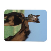 Magnet Flexible Foals Jouer 2 (Horizontal)