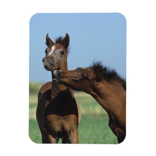 Magnet Flexible Foals Jouer 2 (Vertical)