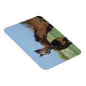 Magnet Flexible Foals Jouer 2 (Côté Droit)