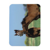 Magnet Flexible Foals Jouer 2 (Vertical)