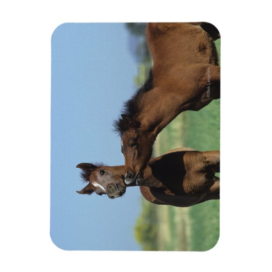 Magnet Flexible Foals Jouer 2 (Vertical)