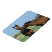 Magnet Flexible Foals Jouer 2 (Côté Gauche)