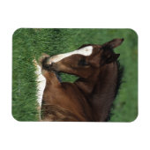 Magnet Flexible Foie Chaud Qui S'Étalait (Horizontal)