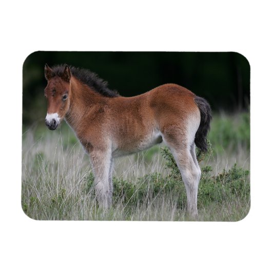 Magnet Flexible Foie debout (Horizontal)