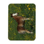Magnet Flexible Foie gallois (Vertical)