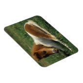 Magnet Flexible Foie Miniature Pointé (Côté Droit)