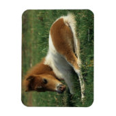 Magnet Flexible Foie Miniature Pointé (Vertical)