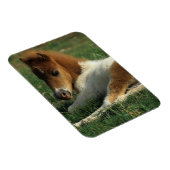 Magnet Flexible Foie Miniature Pointé (Côté Droit)