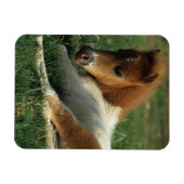 Magnet Flexible Foie Miniature Pointé (Horizontal)