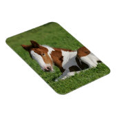 Magnet Flexible Foie pondu dans l'herbe (Côté Droit)