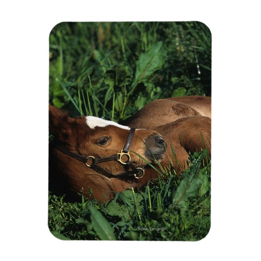 Magnet Flexible Foie Thoroughbred allongé (Vertical)