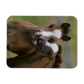 Magnet Flexible Foies jouant (Horizontal)