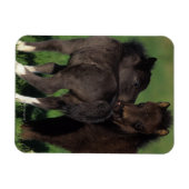 Magnet Flexible Foies miniatures 1 (Horizontal)