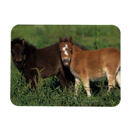 Magnet Flexible Foies miniatures en herbe (Horizontal)
