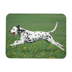 Magnet Flexible Fonctionnement dalmatien