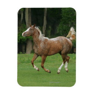 Magnet Flexible Fonctionnement de cheval d'Appaloosa