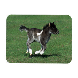 Magnet Flexible Fonctionnement miniature de poulain
