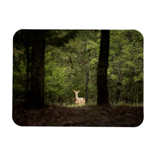 Magnet Flexible Forest | A White Tailed Deer in the Woods (Horizontal)