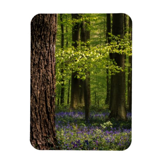 Magnet Flexible Forest | Bluebells en Belgique (Vertical)