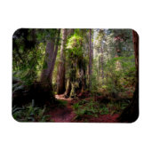 Magnet Flexible Forest | Séquwood Forest California (Horizontal)